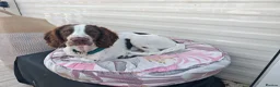 English Springer Spaniel dogs for sale: Rehoming much loved pup in Skegness - Advert 5
