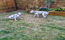 Dalmatian dogs for sale: Dalmatians for Sale - Image 3