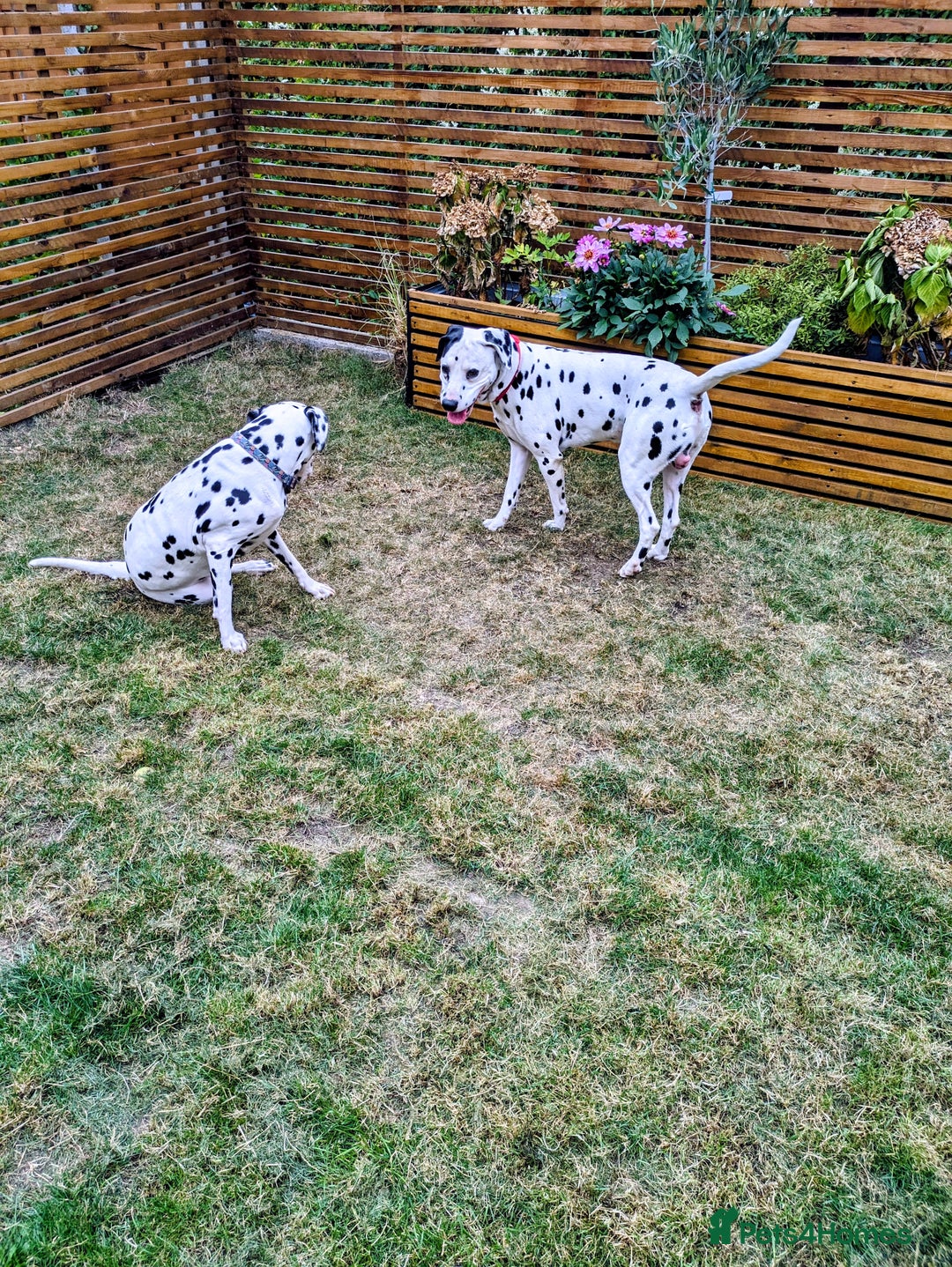 Dalmatian dogs for sale: Dalmatians for Sale - Image 3