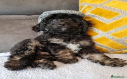 Cockapoo dogs for sale: Fully Vaccinated, Adorable small Cockapoo puppies - Image 22