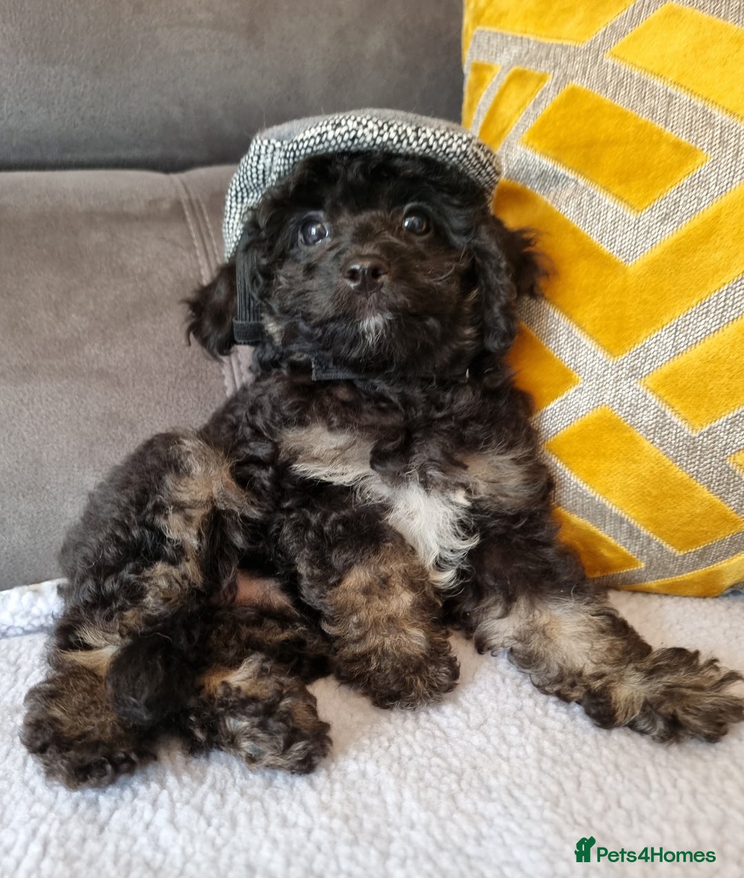 Cockapoo dogs for sale: Fully Vaccinated, Adorable small Cockapoo puppies - Image 22