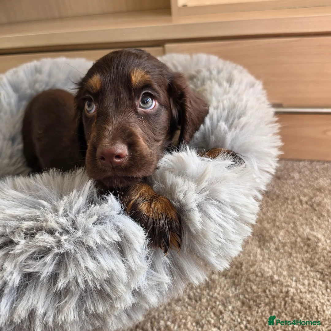 Cocker Spaniel dogs for sale: Working Type Cocker Spaniels - Advert 40