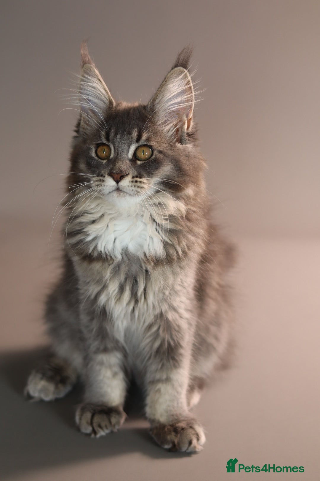 Maine Coon cats Registered Maine Coon Kittens.  - Advert 2