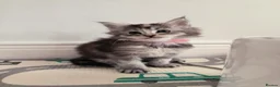 Maine Coon cats for sale: Purebred Maine Coon kittens - Advert 3