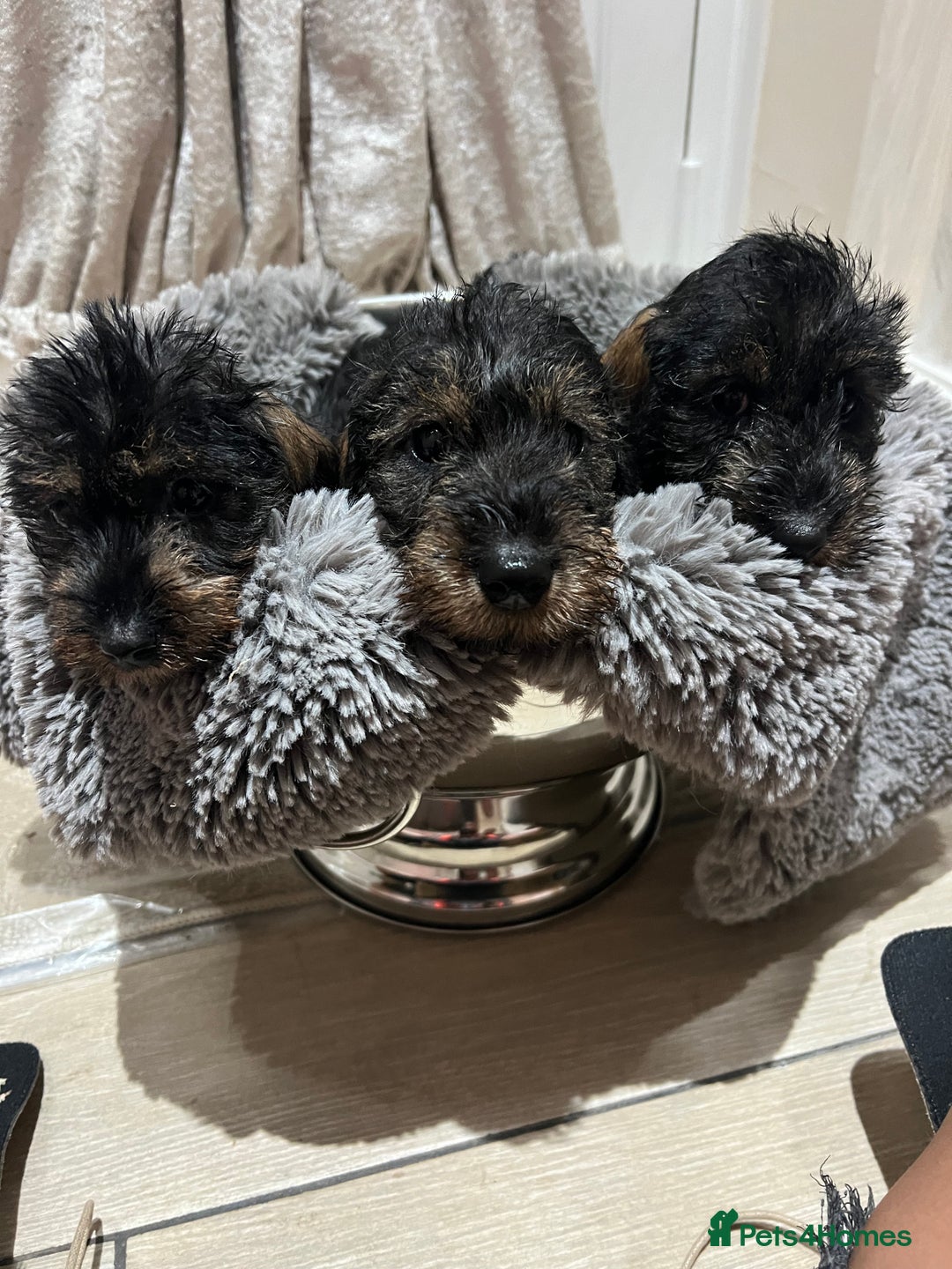 Dachshund dogs for sale: Miniature soft haired dachshunds - Advert 9