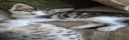 Mixed Breed cats for sale: Mum Bengal Mix - Advert 12
