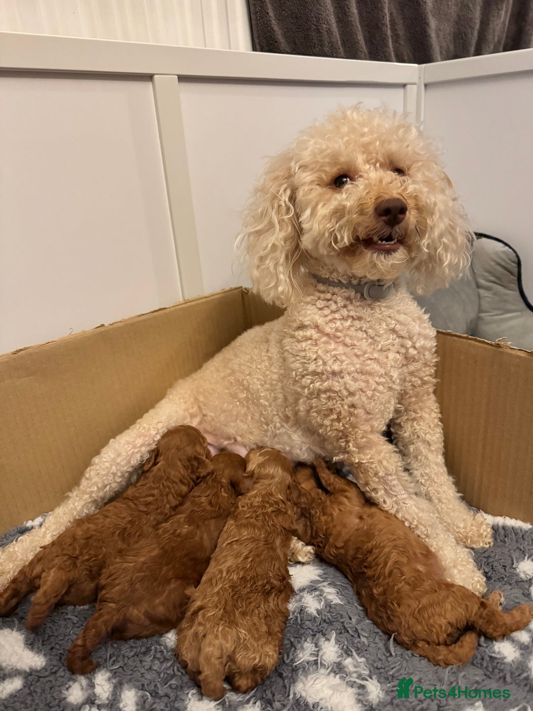 Toy Poodle dogs for sale: KC Registered Red Toy Poodle Puppies - Image 6