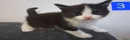 Domestic Shorthair cats for sale: TUXEDO KITTENS  - Advert 17