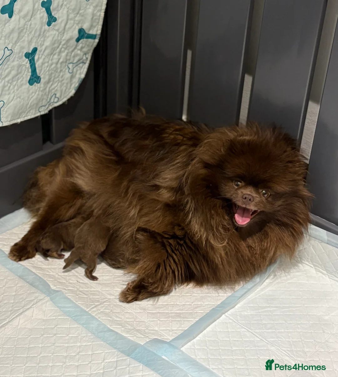 Pomeranian dogs for sale: True type Pomeranian puppy’s KC 🐾🤎🥰🤩🐾 - Advert 7