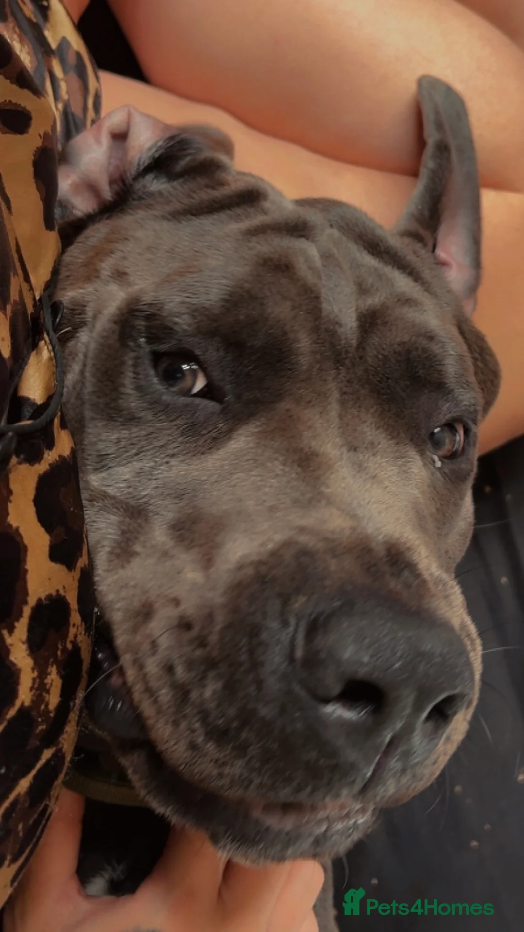 Cane Corso dogs for sale: 10 month old cane corso - Advert 2