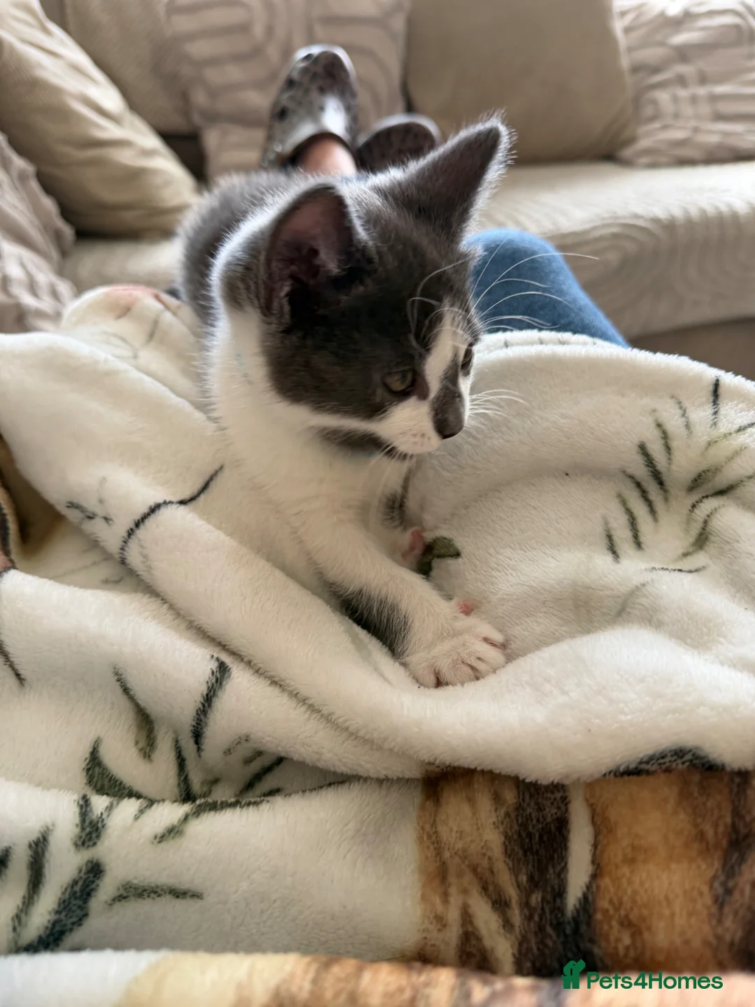 Mixed Breed cats for sale: Gorgeous white and grey male  - Advert 2