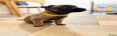 Belgian Shepherd Dog 5