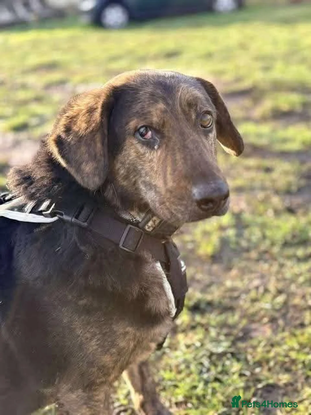 Mixed Breed dogs for adoption: Meet Jess, currently residing in Essex in Nantwich - Advert 12