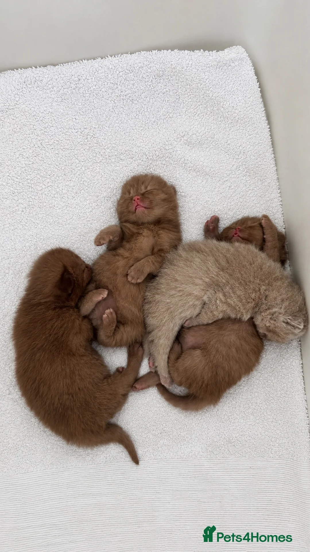 British Shorthair cats for sale: 🤎✨ Stunning Cinnamon British Shorthair Kittens  in Watford - Advert 1