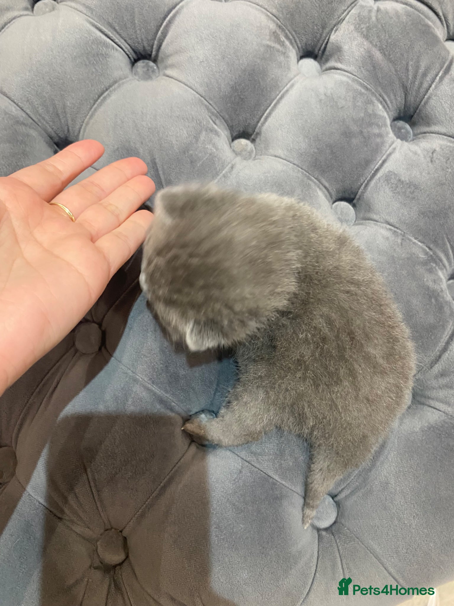 British Shorthair cats for sale: Beautiful British Blues  - Advert 4
