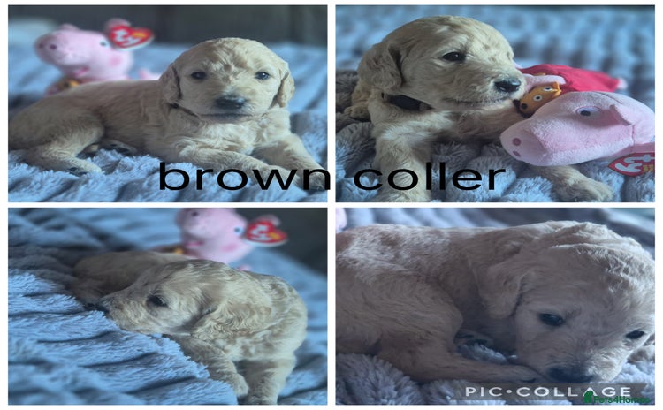 Labradoodle dogs - Advert 1