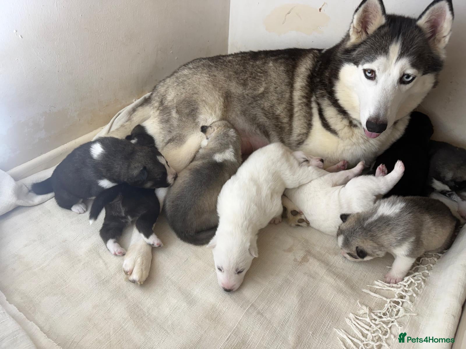 Siberian Husky dogs for sale: ​Gorgeous Siberian Husky Puppies - Advert 1