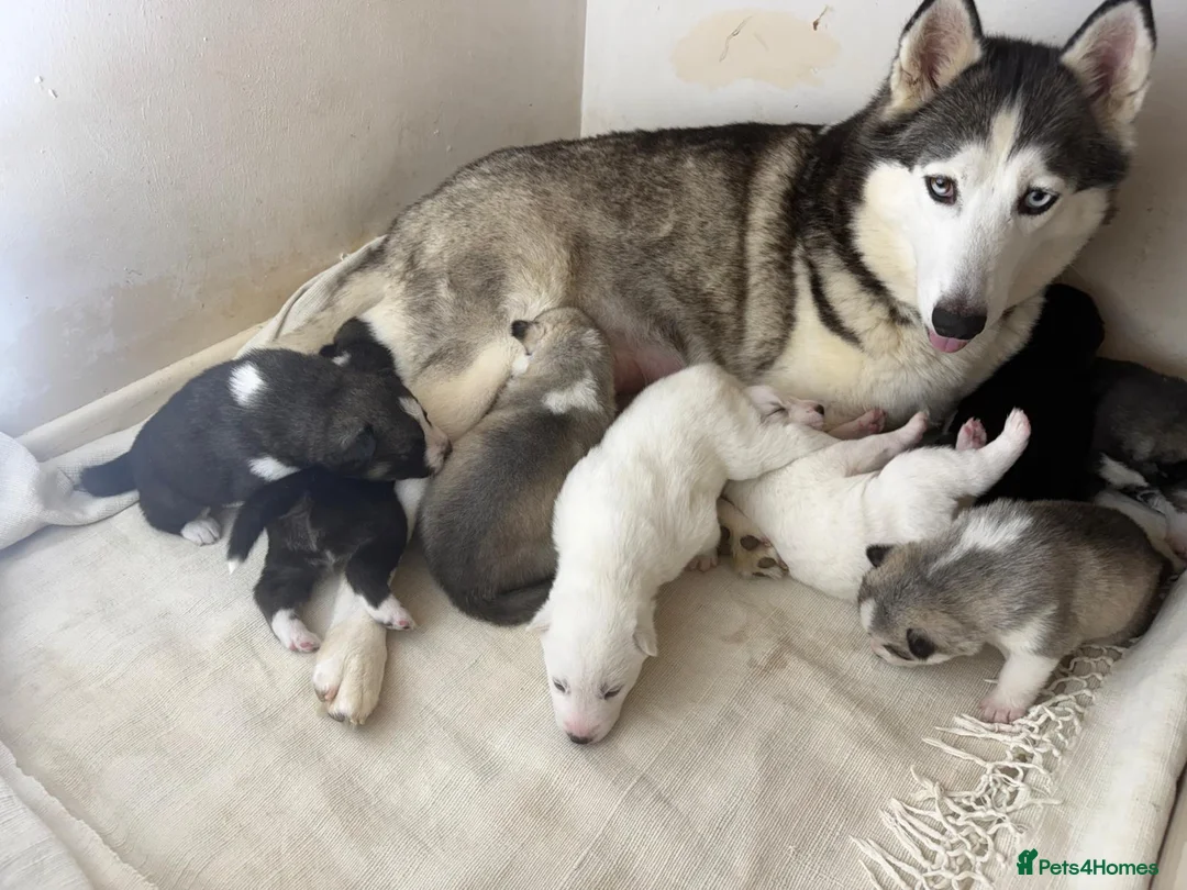Siberian Husky dogs for sale: ​Gorgeous Siberian Husky Puppies in Peterborough - Advert 1