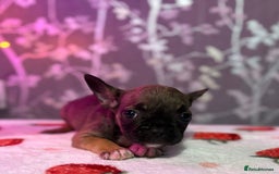 French Bulldog dogs for sale: French bulldog puppy’s - Image 22