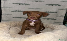 Mixed Breed dogs for sale: 6 Beautiful Fur Babies - Image 20