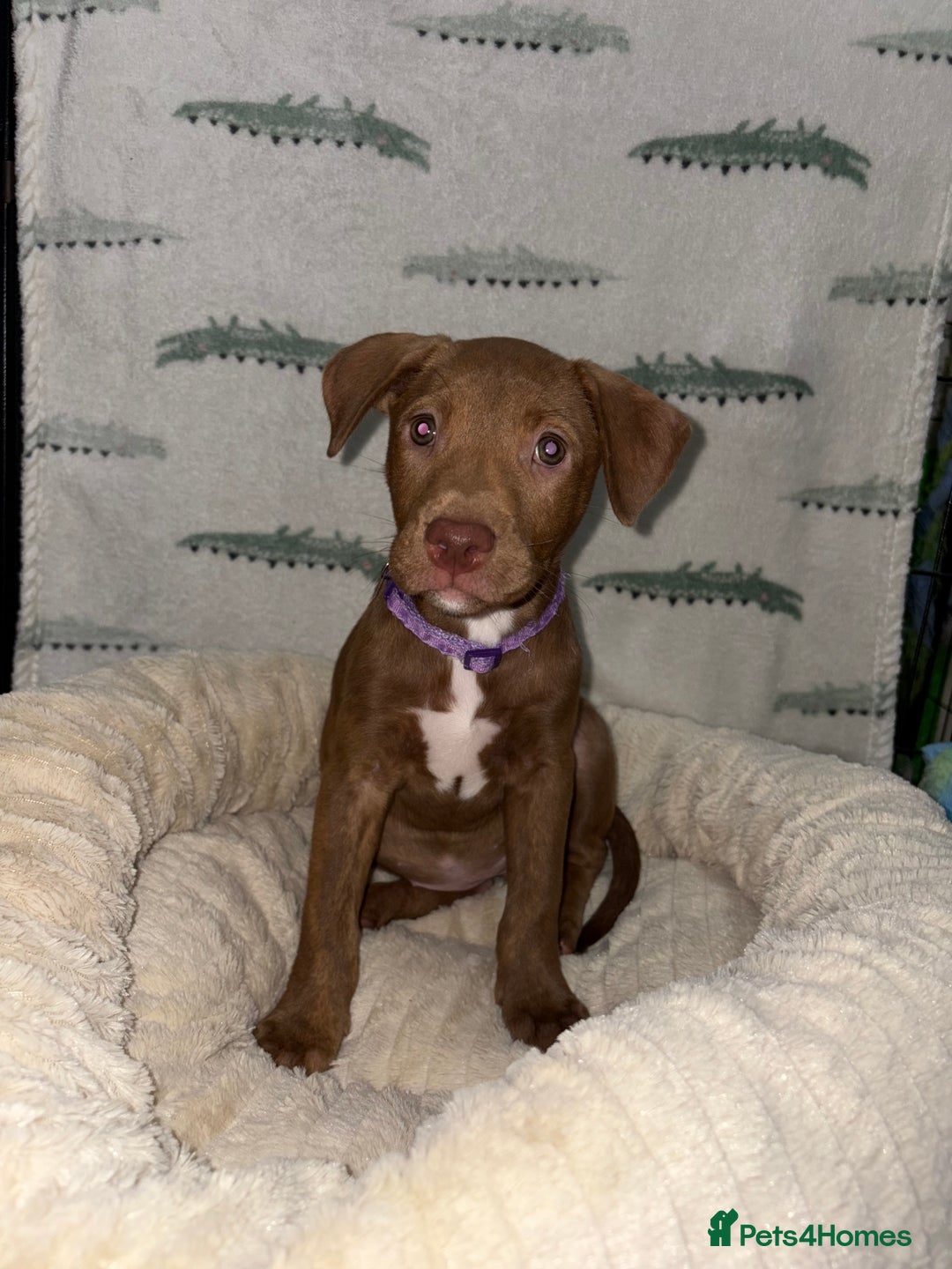 Mixed Breed dogs for sale: 6 Beautiful Fur Babies - Image 20
