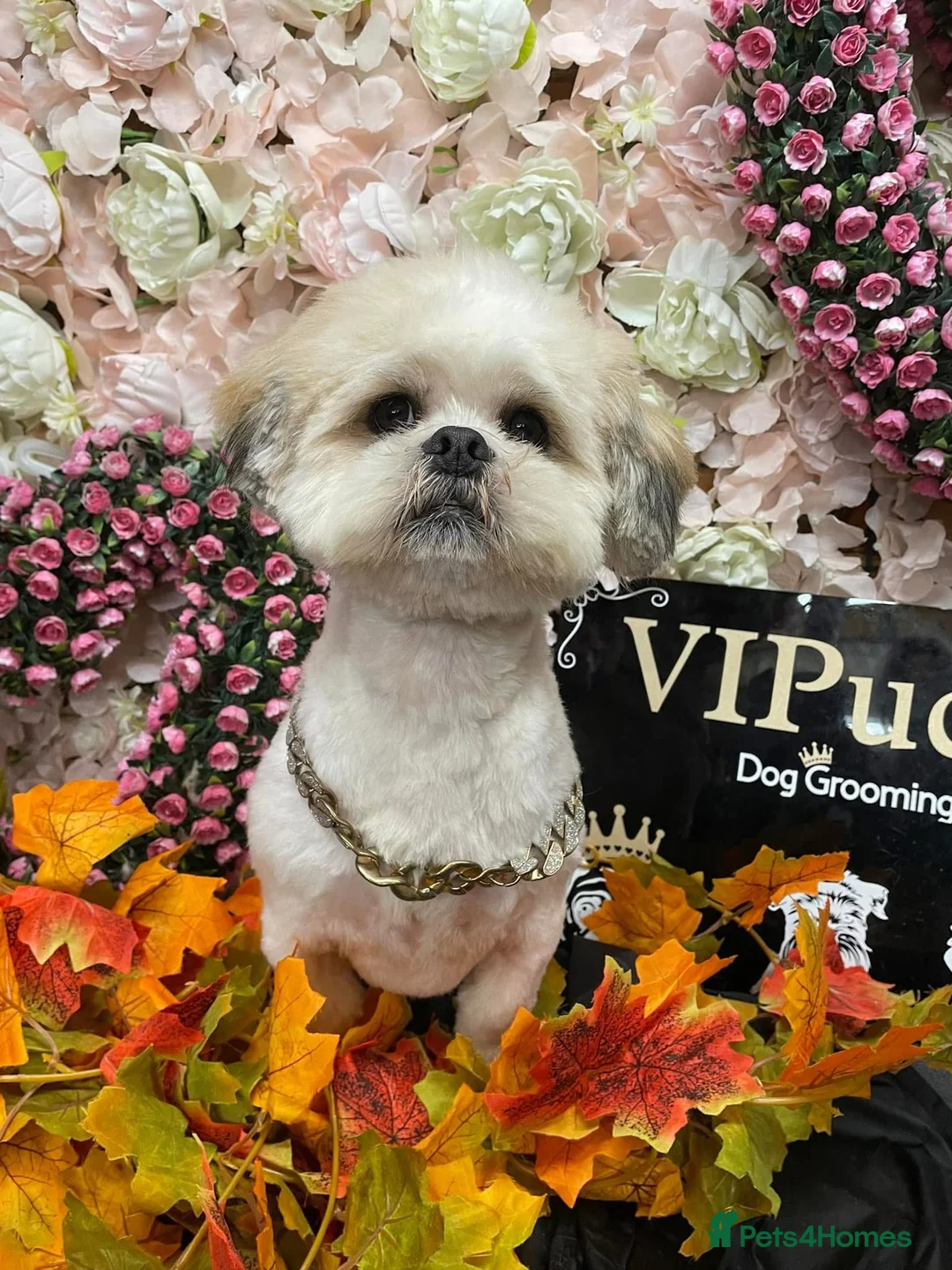 Lhasa Apso dogs for adoption: Kenzo  - Advert 3
