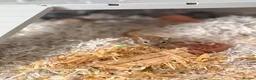 Gerbil rodents for sale: 2 gerbils and tank for sale in Oldham - Advert 2