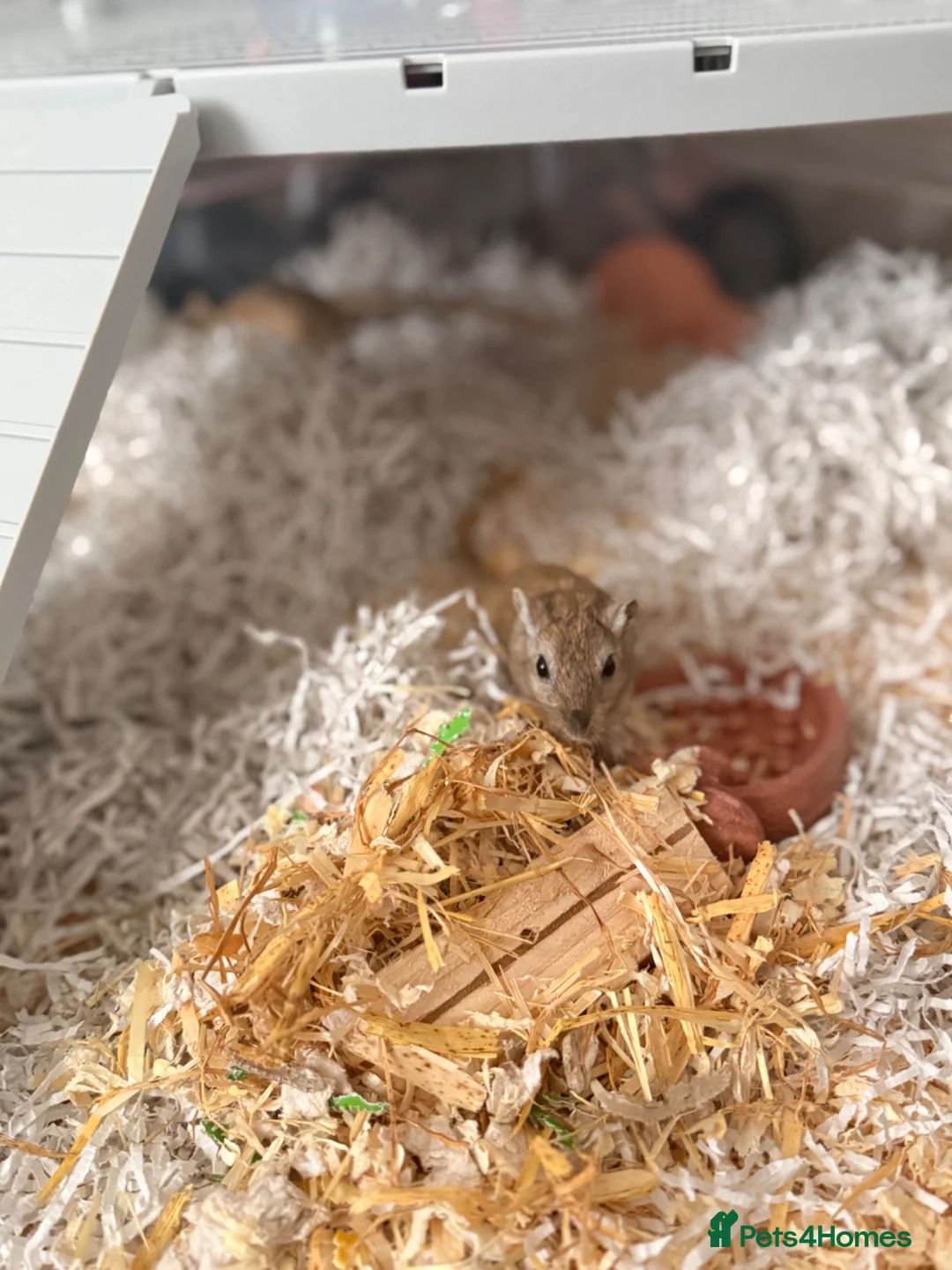 Gerbil rodents for sale: 2 gerbils and tank for sale in Oldham - Advert 2