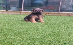 Border Terrier dogs for sale: KC border terrier pups SLEM clear reg breeder - Image 1