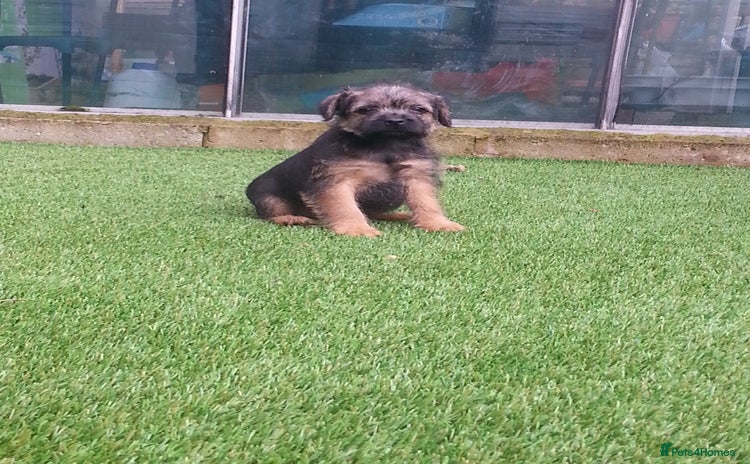 Border Terrier dogs - Advert 1