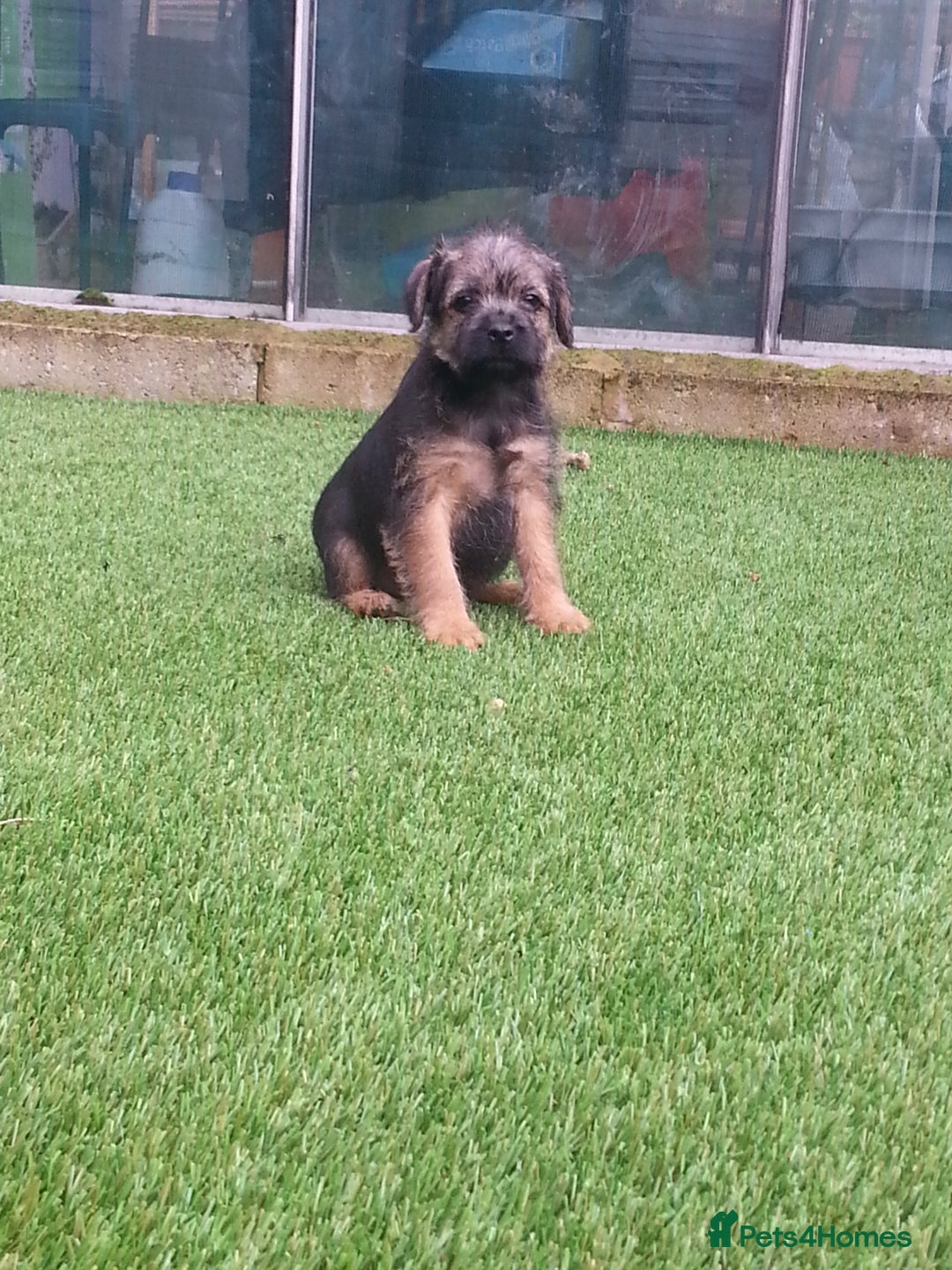 Border Terrier dogs for sale: KC border terrier pups SLEM clear reg breeder - Image 1
