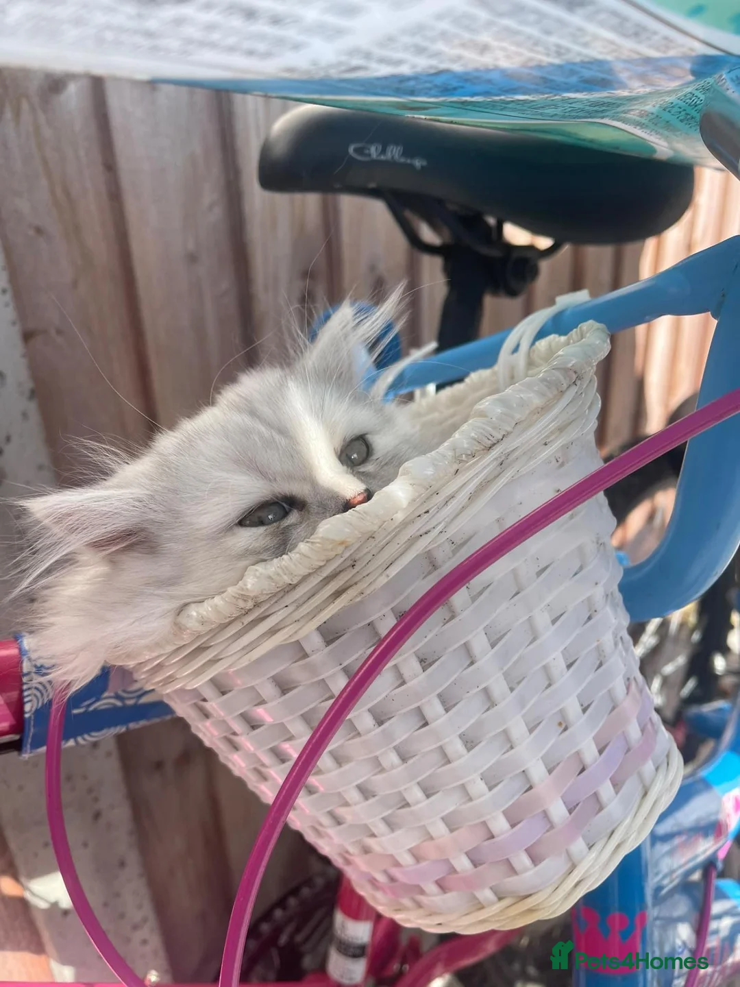 Persian cats for sale: Beautiful Persian Kittens Looking for Loving Homes - Advert 2