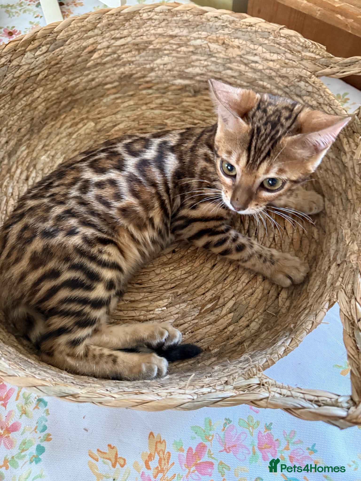 Bengal cats Stunning 🩷 TICA 🐆 Bengal kittens 💙 - Advert 6