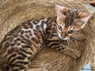 Bengal cats Stunning 🩷 TICA 🐆 Bengal kittens 💙 - Advert 6