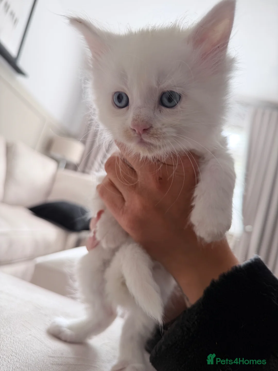 Maine Coon cats for sale: Mainecoon kittens  - Advert 5