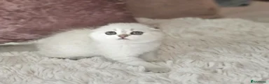 Scottish Fold Kitten 3
