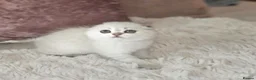 Scottish Fold cats for sale: Tica full pedigree scottish fold kittens london  - Advert 30