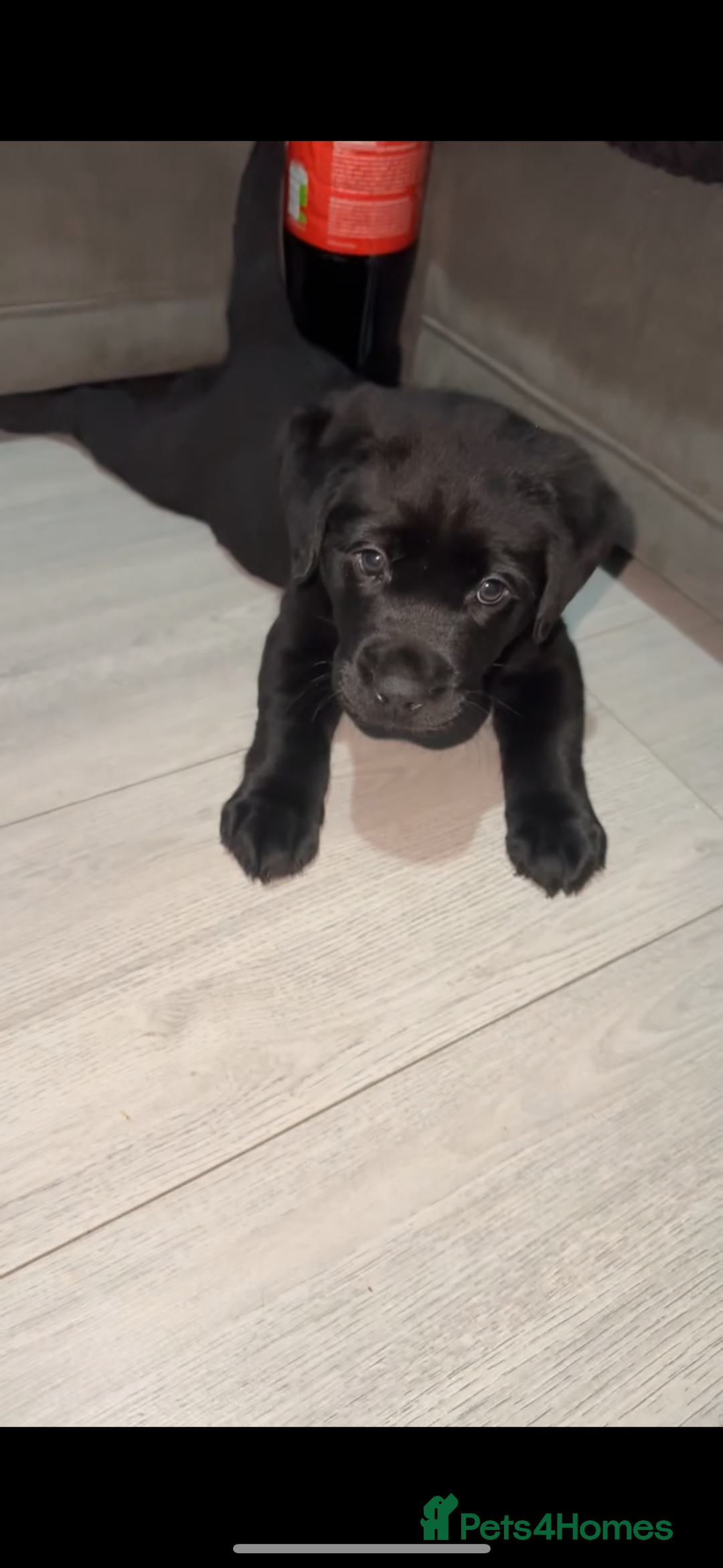 Labrador Retriever dogs for sale: 2 chunky male labs  - Advert 2