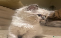 Ragdoll cats for sale: Adorable Ragdoll X Snow Bengal Kittens - Advert 31