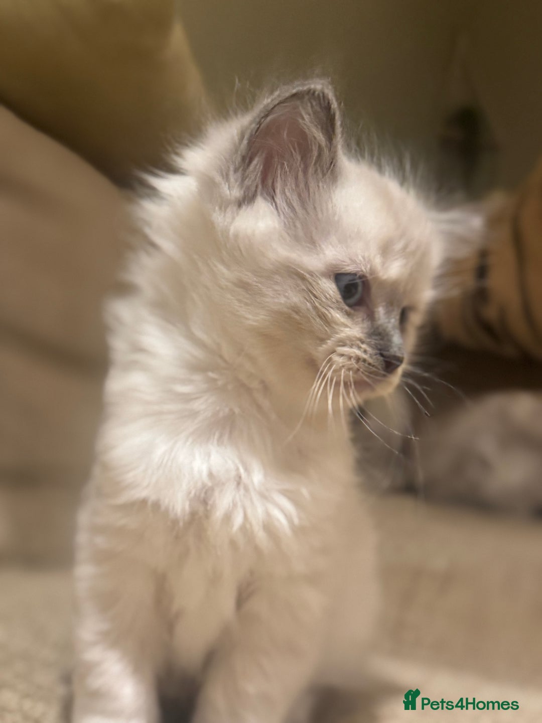 Ragdoll cats for sale: Adorable Ragdoll X Snow Bengal Kittens - Advert 31