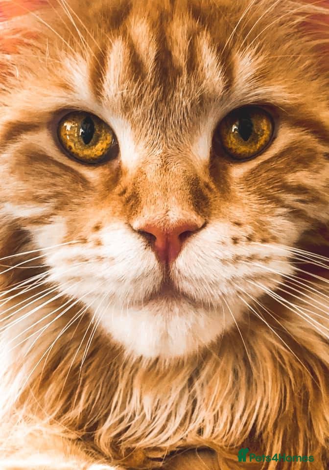 Maine Coon cats Pure Maine coon  - Advert 1