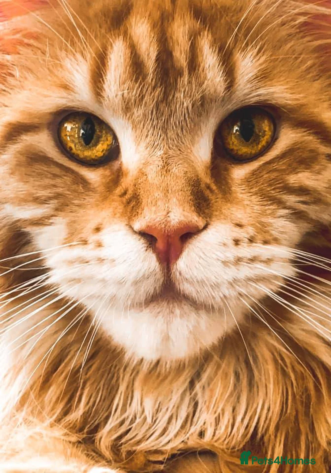 Maine Coon cats for sale: Pure Maine coon  in Twickenham - Advert 1