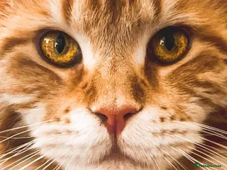 Maine Coon cats Pure Maine coon - Advert 1