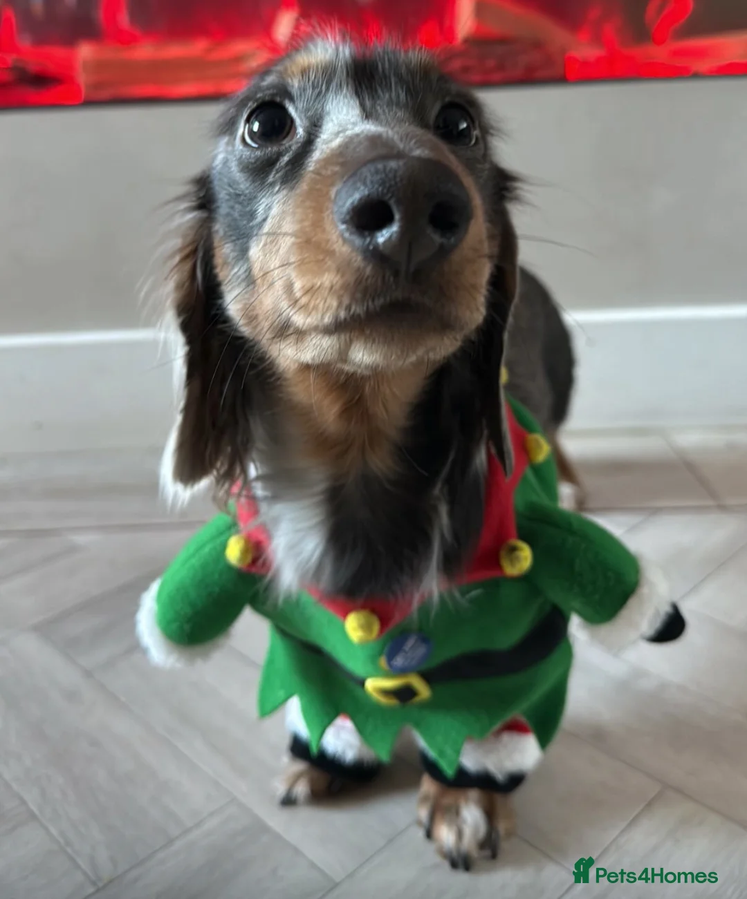 Miniature Dachshund dogs for stud: Archie - Dachshund Stud (Dapple, Unique Coat Type) - Advert 2