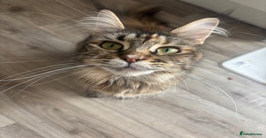 Maine Coon cats - Advert 10