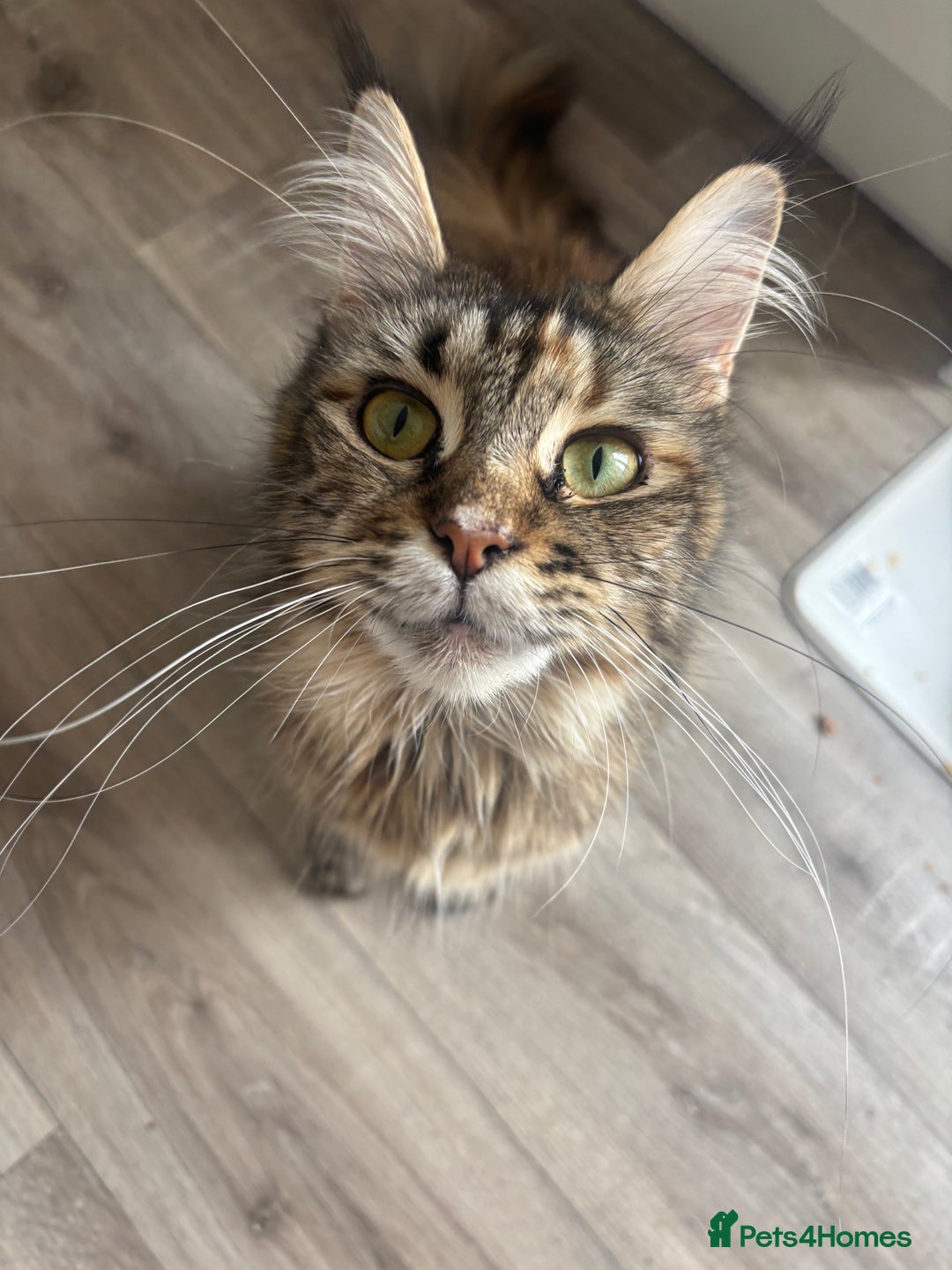 Maine Coon cats for sale: LAST GIRL REMAINING  - Image 3