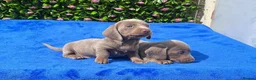 Miniature Dachshund dogs for sale: FULLY VAX BELLA KC Reg PRA Clear mini solid - Advert 8