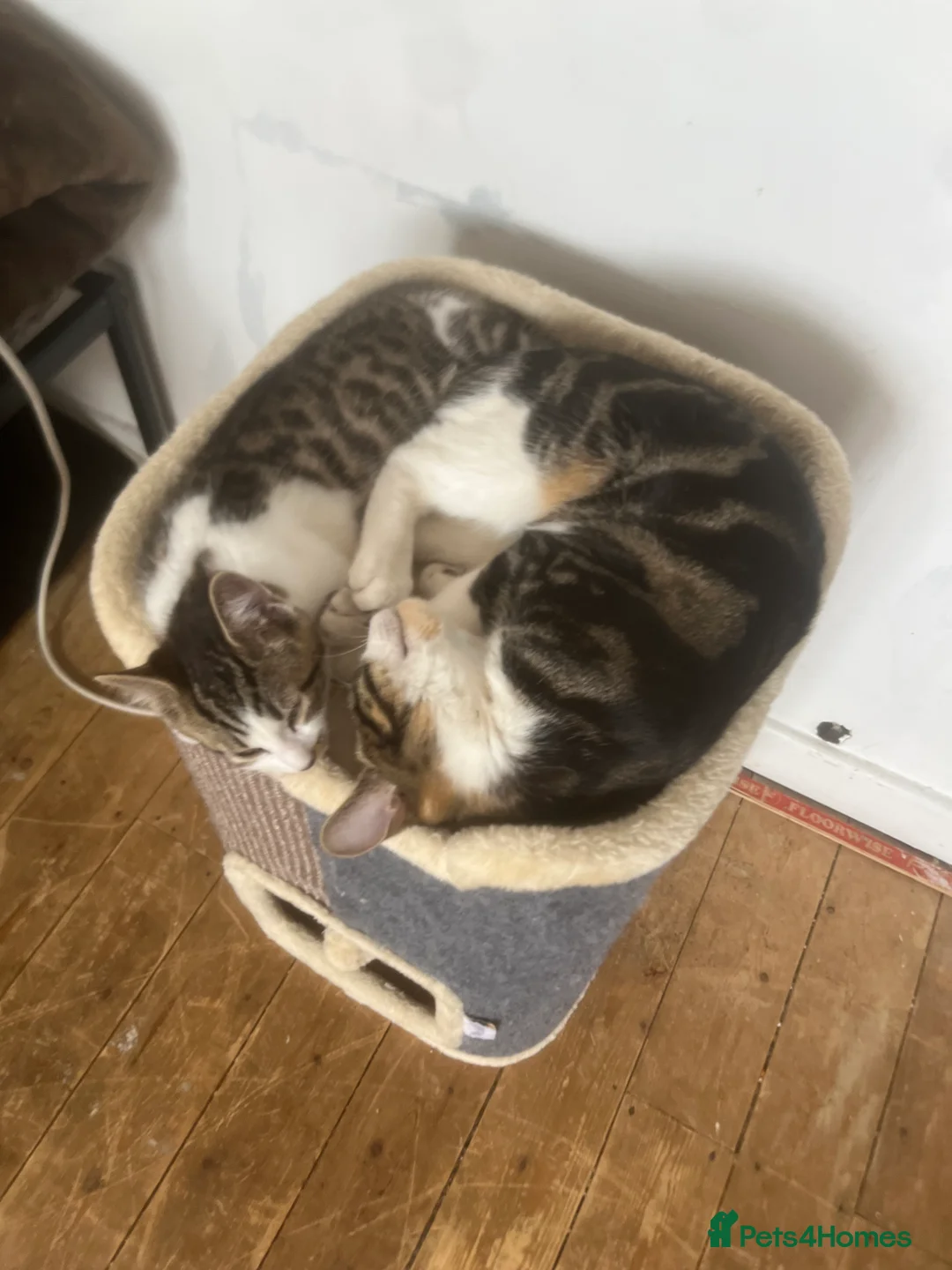 Mixed Breed cats for sale: 3 cats for sale - Advert 2