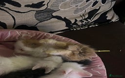 Lionhead rabbits for sale: Double-Maned Lionhead’s for sale 🐰❤️ - Image 10