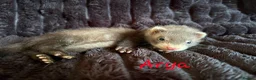 Ferret rodents for sale: ANGELICFERRETS IS BACK - Advert 6